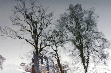trees in winter, stockholm,nacka,sweden,sverige