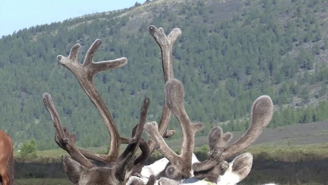 Mongolia. Darkhat basin. The camp of reindeer herders. Deer.
