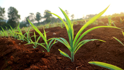 Corn seedlings with sunlight Thailand