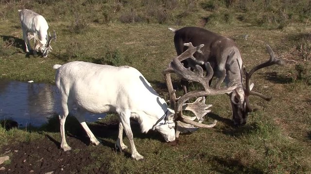 Mongolia. Darkhat basin. The camp of reindeer herders. Deer.