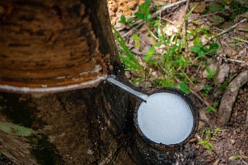 Latex in black cups from rubber tapping