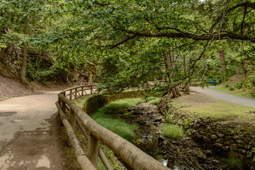 Fototapeta na wymiar Hiking Trail in Forest with Wooden Handrails