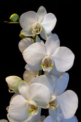 Naklejka na ściany i meble orchid on white background, nacka, stockholm,sweden,sverige