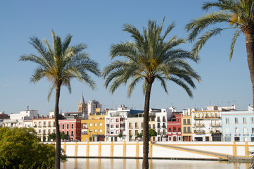 palm trees in Sevilla