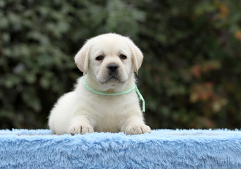 cute sweet nice labrador puppy on a blue background