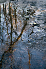 tree in water, stockholm, nacka, swede, sverige, europe, eu