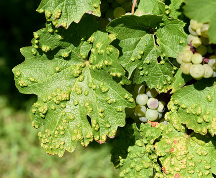 Gallen, Rebenpockenmilbe, Milbe