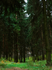 Obraz premium Dark trees in the forest. Wild forest road.