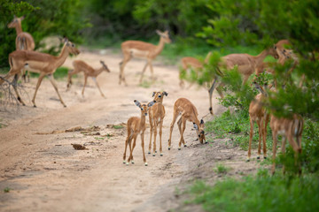 Nursery grouping of baby impala in a road. 