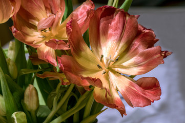 pink red yellow tulip, stockholm,sweden,nacka,sverige,europe, eu