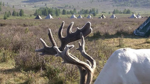 Mongolia. Darkhat basin. The camp of reindeer herders. Deer.
