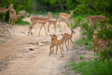 Nursery grouping of baby impala in a road. 