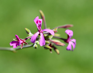 Kapland-Pelargonie, Umckaloabo, Pelargonium, reniforme