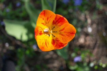 Fototapeta premium Bright multi-colored tulip.