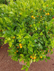 Kumquats, Fortunella, Citrus