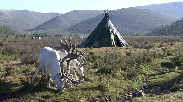 Mongolia. Darkhat basin. The camp of reindeer herders. Deer.