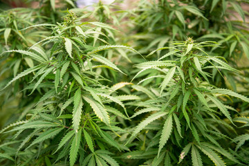 Cannabis Sativa plant in Ishkashim, Afghanistan