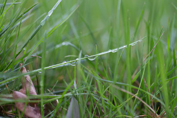 Grass after the rain.