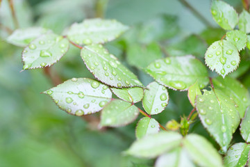 Leaves after the rain.