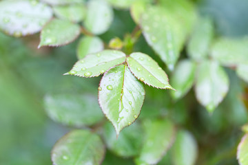 Leaves after the rain.