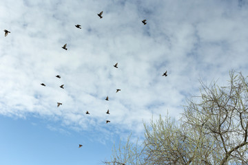 Flock of birds in the sky.