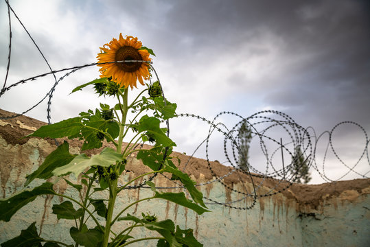 Sunflower with barbed wire around it and fence in garden of house of Ishkashim, Afghanistan. Cloudy weather couple of minutes before the rain started.