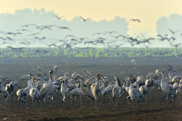 Cranes  in a field foraging.   Common Crane, Grus grus, big bird in the natural habitat. Feeding of the cranes at sunrise in the national Park Agamon of Hula Valley in Israel.