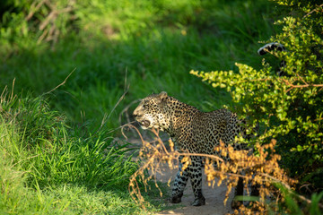 Dominant male leopard scent marking in a drainage system 
