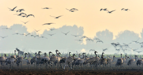 Cranes  in a field foraging.   Common Crane, Grus grus, big bird in the natural habitat. Feeding of...