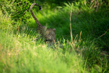 Dominant male leopard scent marking in a drainage system 