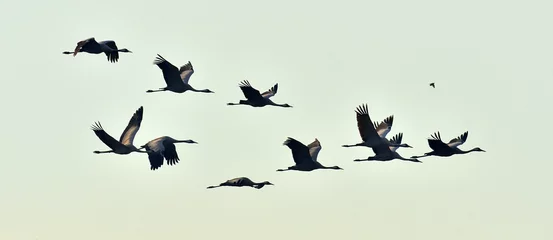  Vogels tijdens de vlucht. Een silhouetten van kranen tijdens de vlucht. Zwerm kraanvogels vliegt bij zonsopgang. Mistige ochtend, zonsopgang hemelachtergrond. Kraanvogel, Grus grus of Grus Communis, grote vogel in de natuurlijke habitat. © Uryadnikov Sergey