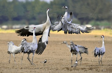 Cranes dancing in the field. The common crane (Grus grus), also known as the Eurasian crane.