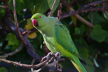 A female rose-ringed parakeet (Psittacula krameri) perched on a tree branch	