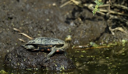 The Caspian turtle or striped-neck terrapin (Mauremys caspica) in natural habitat