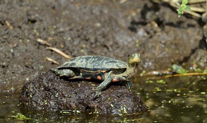 The Caspian turtle or striped-neck terrapin (Mauremys caspica) in natural habitat