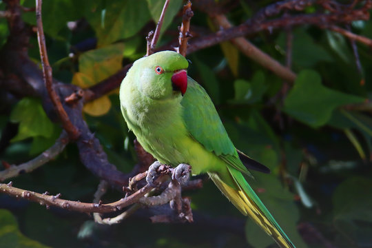 A female rose-ringed parakeet (Psittacula krameri) perched on a tree branch	