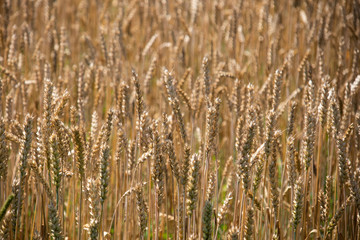 Field of Wheat