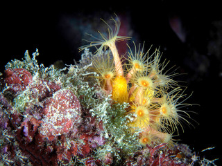 Parazoanthus axinellae yellow anemone underwater