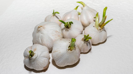 Garlic