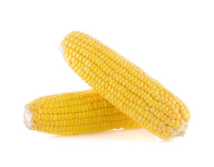 Corn isolated on a white background
