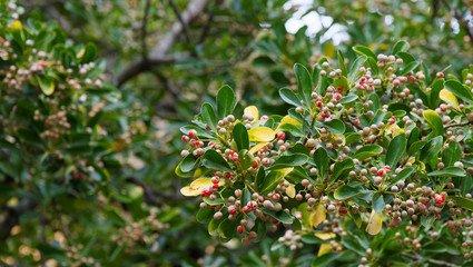 (Euonymus japonicus) Japanese spindle tree or evergreen spindle in Provence