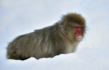 Snow monkey on the snow. Winter season.  The Japanese macaque ( Scientific name: Macaca fuscata), also known as the snow monkey.
