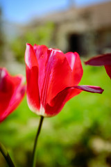 beautiful flower tulip