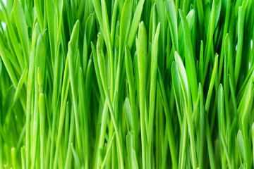 Fototapeta na wymiar green fresh grass background closeup.