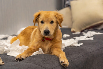 Guilty golden dog laying on sofa with white tissue papers