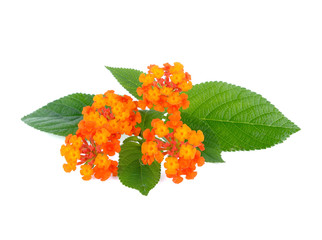 Orange flower, Lantana camara flower is isolated on white background