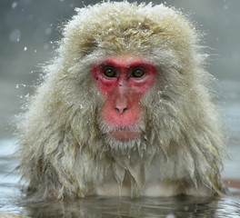 Fototapeta premium Snow monkey in natural hot spring. The Japanese macaque ( Scientific name: Macaca fuscata), also known as the snow monkey.