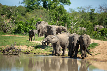 A large herd of elephant coming down to drink water as well as for a swim