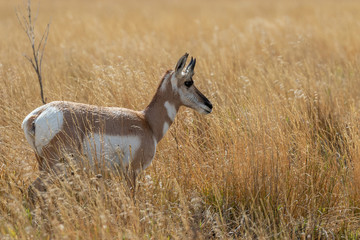 Pronghorn Antelope Doe in Wyoming in Fall
