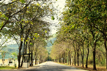 Obraz premium Soft focus, the road with green trees beside, beautiful and good atmosphere In one of the tourist attractions in Thailand